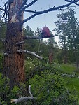 100% bearproof?