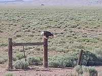 Bald Eagles, groter vindt je ze niet
