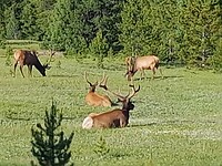 Elk op 9000 voet in de ochtend