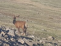 Elk op 12000 voet in de avond
