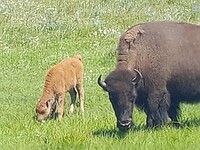 bisonkalfje met moeder bison