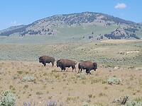 Bisonstieren