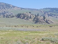 Yellowstone, de bisons gevonden