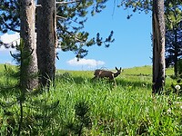 Yellowstone mule deer
