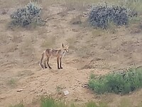 Jonge coyote onderweg richting Saratoga