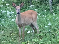 White-tail deer jong