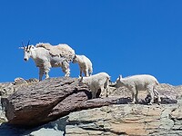Berggeitjes