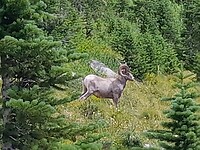 Bighorn sheep