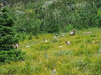 Eindelijk mannelijke bighorn sheep