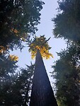 Supernaaldbomen in Olympic NP