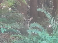 Bambi