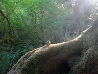 Eekhoorn wou ook op de foto