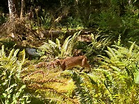 Bobcat in het bos