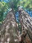 Grote bomen in Mount Renier NP