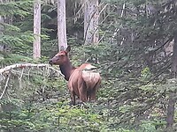 Elk in Mount Renier NP