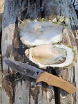 Oesters op het strand