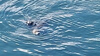 Harbour seales ofte zeehondjes