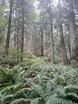 Bossen in de parken blijven supermooi