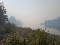 Bosbrandrook