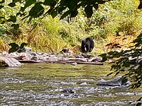 Beer nabij Campbell River