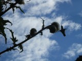 DSCN0173