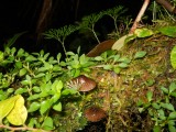 Jungle in de jungle