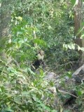 white face monkey