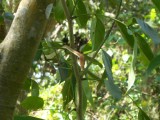 boomslang recht uit Jungle-book