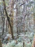 Celaque NP