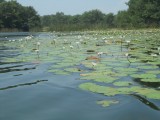 Rio Dulce