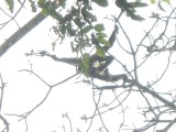 Spidermonkey in Biotopo Cerro Cahui