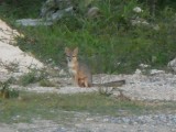 Zorro gris in Tikal NP