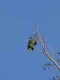 Papegaaike in Tikal