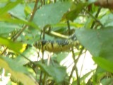 Tropical Rat Snake