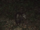 Common opossum