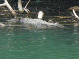 Crocodil in PN Canon de Sumidero