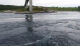 Saltstraumen