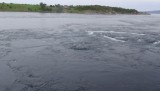 Saltstraumen