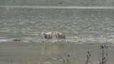 Schapen die op het water lopen
