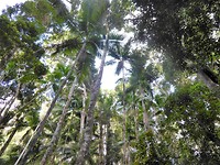 Fraser island/rainforest