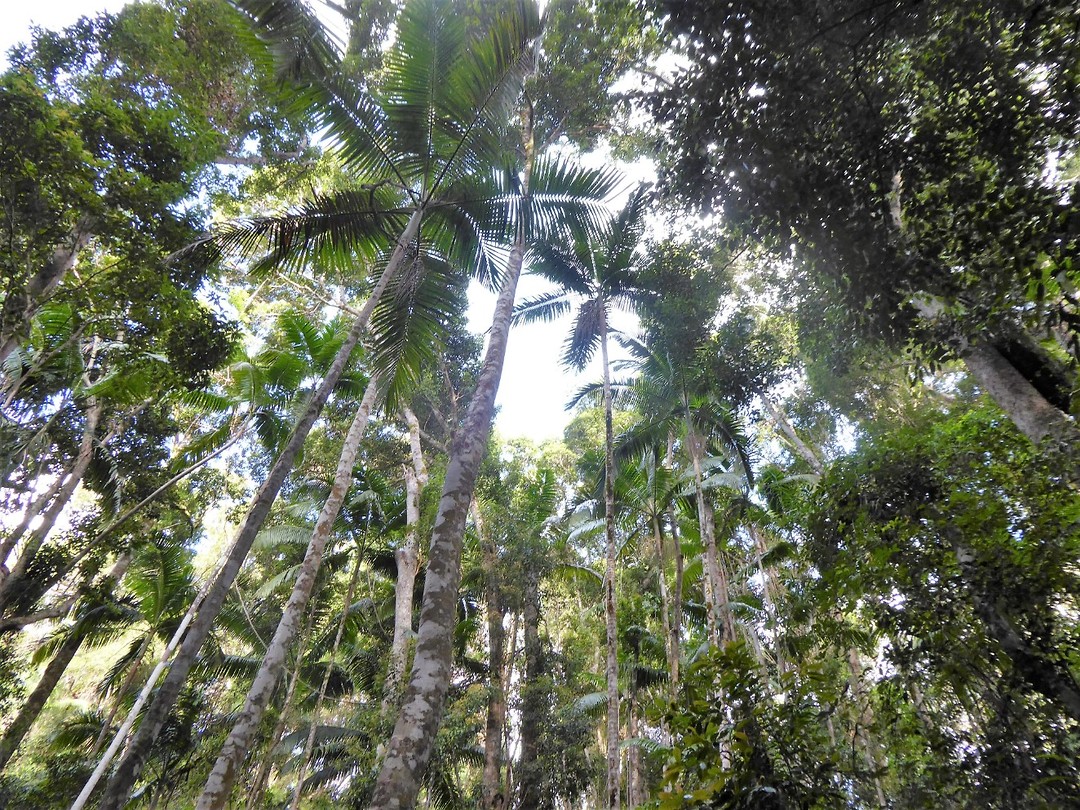Fraser island/rainforest