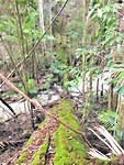 Fraser island/rainforest