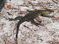 Fraser island/lizard