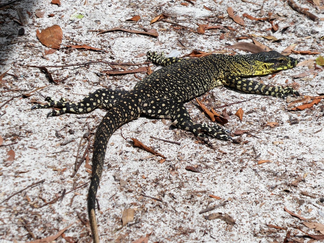 Fraser island/lizard