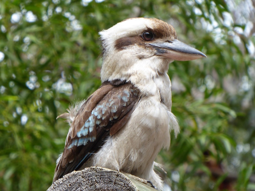 Fraser island/bird