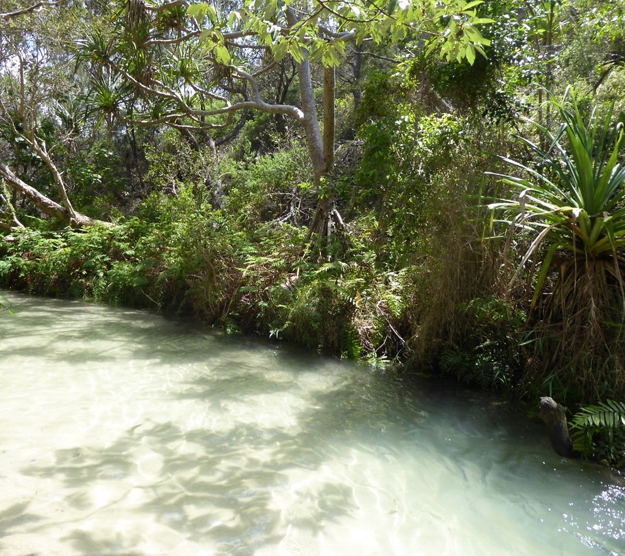 Fraser island/rainforest