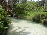 Fraser island/rainforest