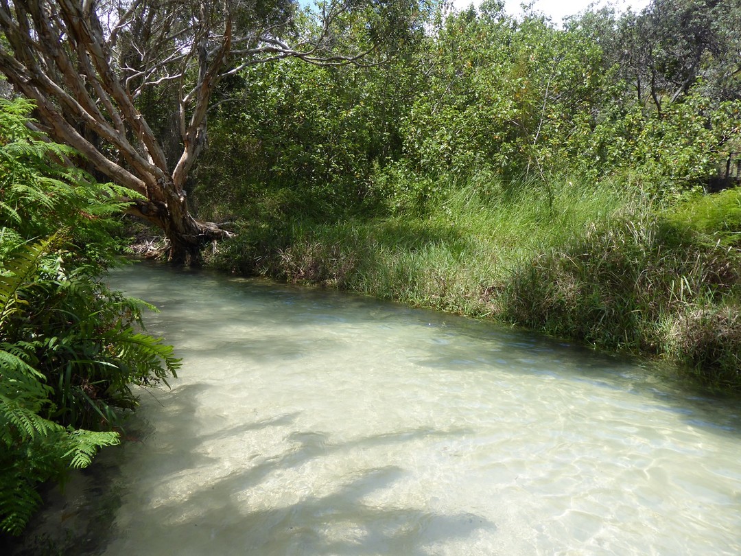 Fraser island/rainforest
