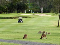birthday golf