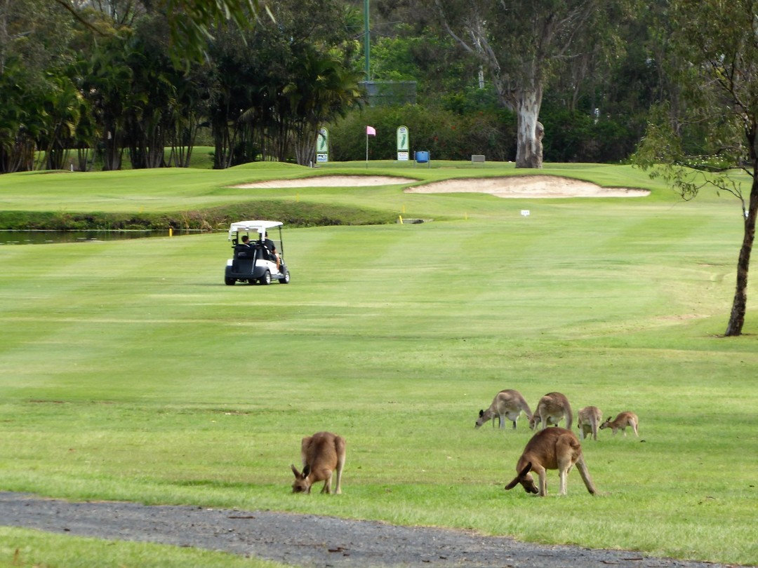 birthday golf